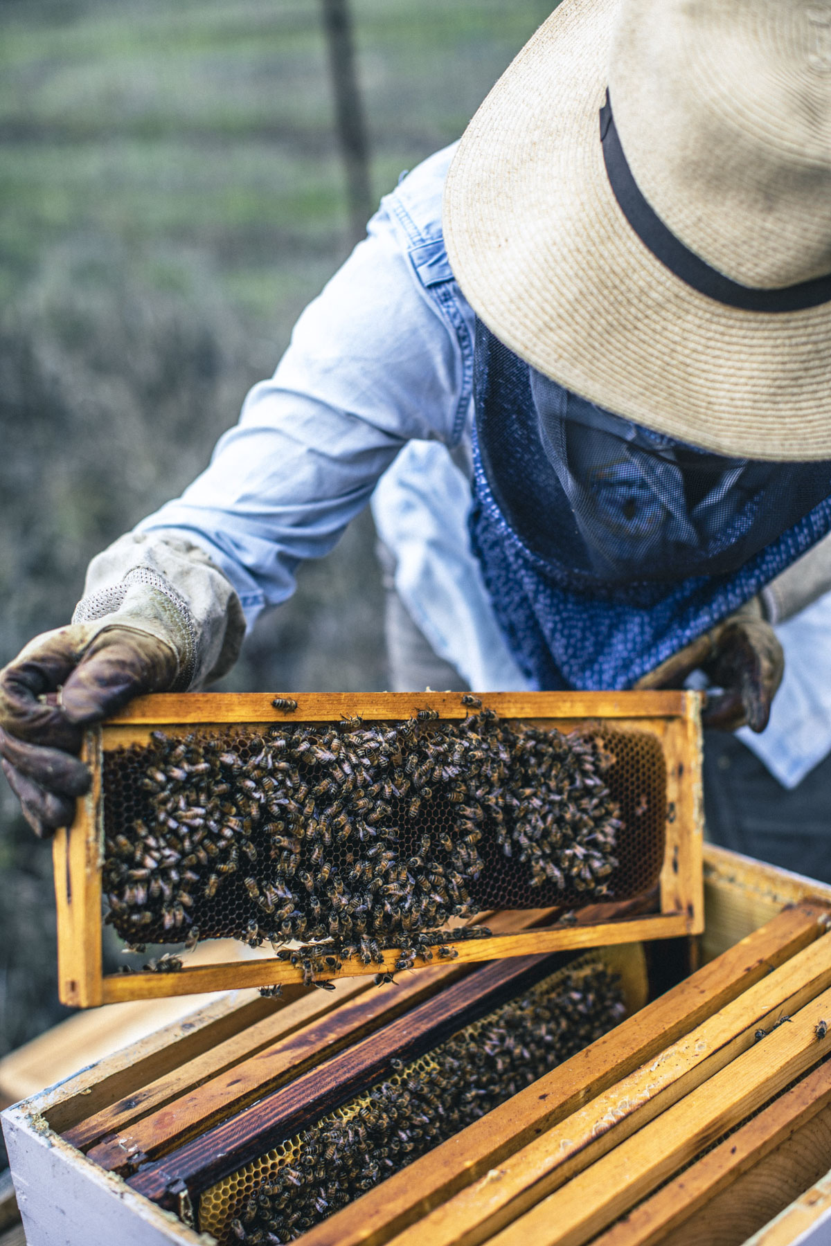 SoCoBEES-002